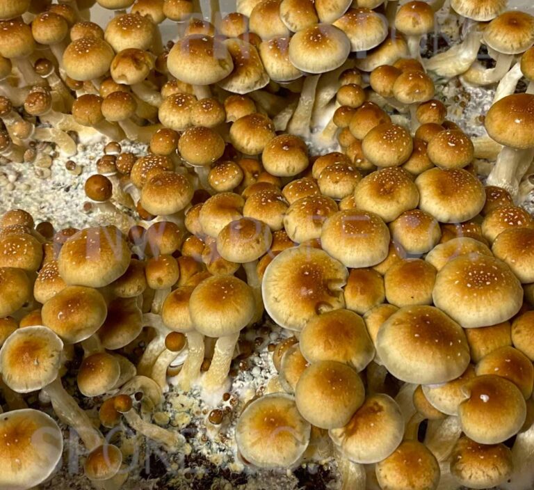 Magic Mushroom Te koop in Rotterdam